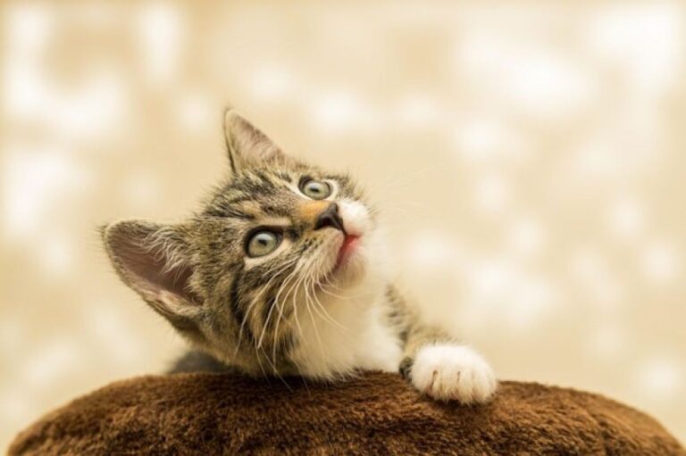猫語の完全解明に向け、中国企業が動物の鳴き声を解読するAIシステムの特許申請