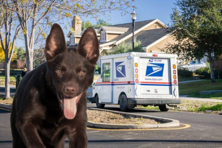 飼い主を亡くし施設に預けられた犬、真っ先に迎えに来たのは郵便配達員だった