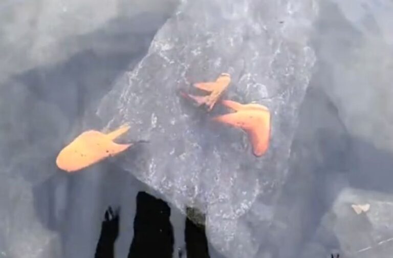 葉っぱが浮いてる？と思ったら枯れ葉そっくりの魚だった！