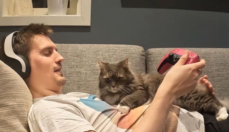 ゲームをしていると必ず体に飛び乗ってくる猫、10年たった今でも。