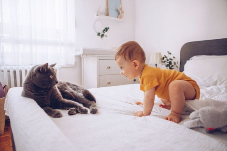 子供部屋で毎晩行われている猫と幼児の儀式がかわいすぎた
