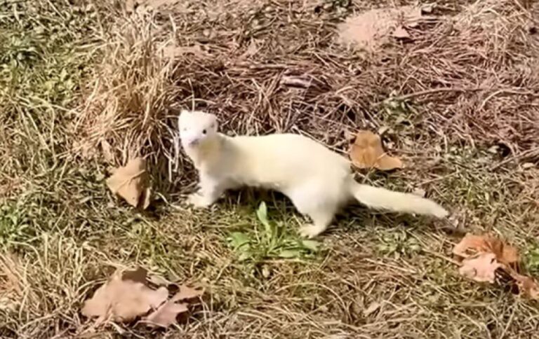 道路脇の茂みにいた白い生き物は捨てられたフェレットだった。保護して家族に迎え入れる