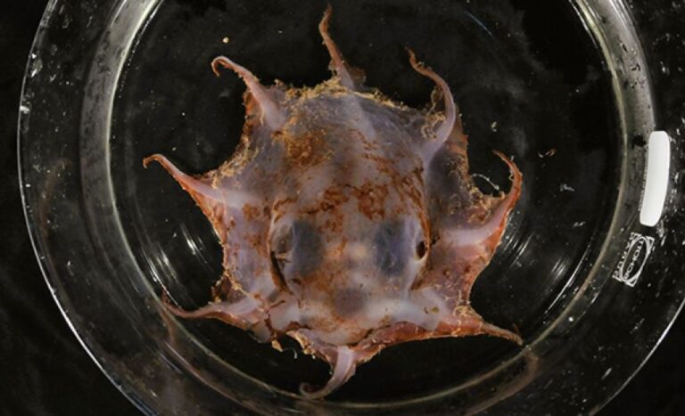 変幻自在の体を持つ新種のタコがオーストラリアの深海で発見される