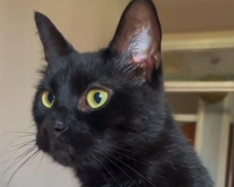 寝坊は断じて許さニャイ！毎朝決まった時間に鏡のライトをつけて飼い主を起こす猫