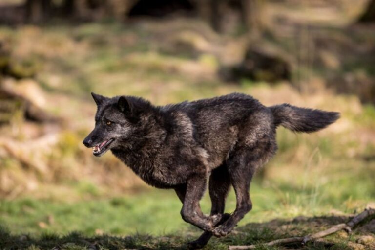道路を横切る首輪をつけた大きな犬の正体はオオカミだった！（イエローストーン国立公園）