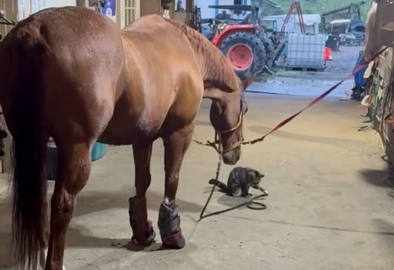 猫さんが喜ぶなら。引き綱を揺り動かして遊んであげる馬