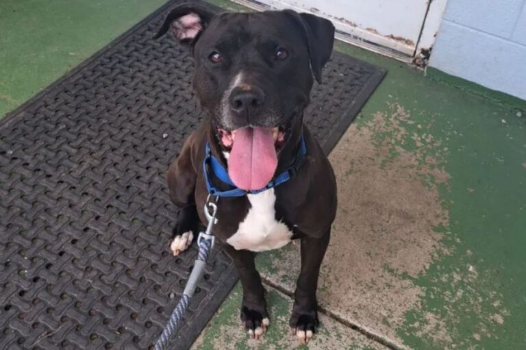 譲渡会に参加した保護犬が見知らぬ男性の発作を察知、寄り添い続け危機を知らせる