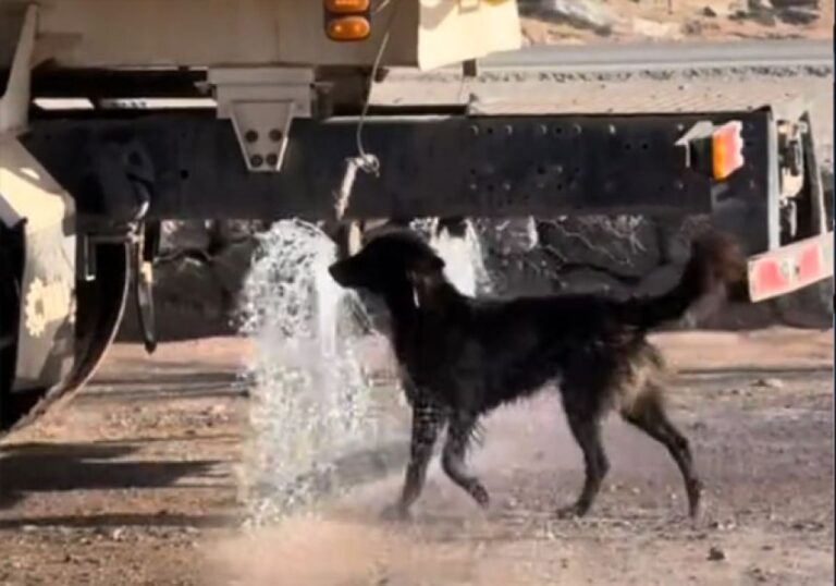 水分補給？シャワー代わり？散水車の水を浴びながら追いかけるアルゼンチンの犬