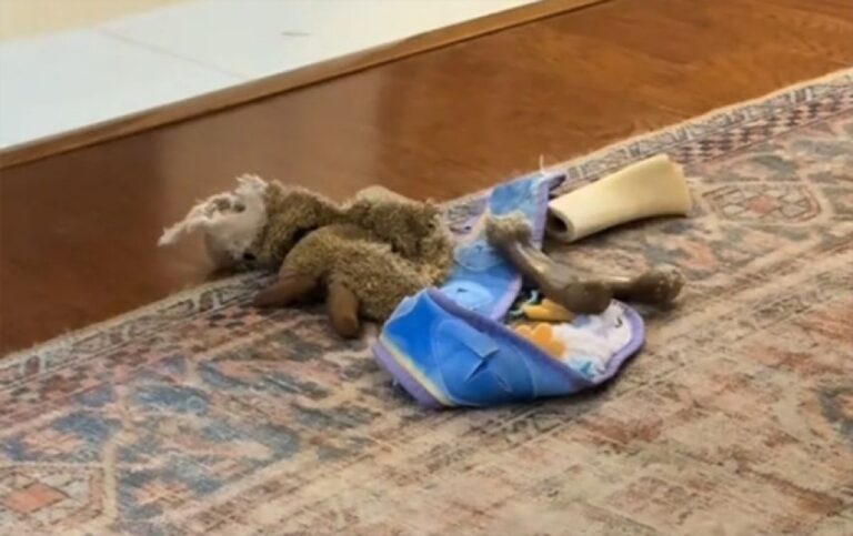 掃除中の飼い主を気遣いぬいぐるみを1カ所に集めた犬の行動にグっとくる