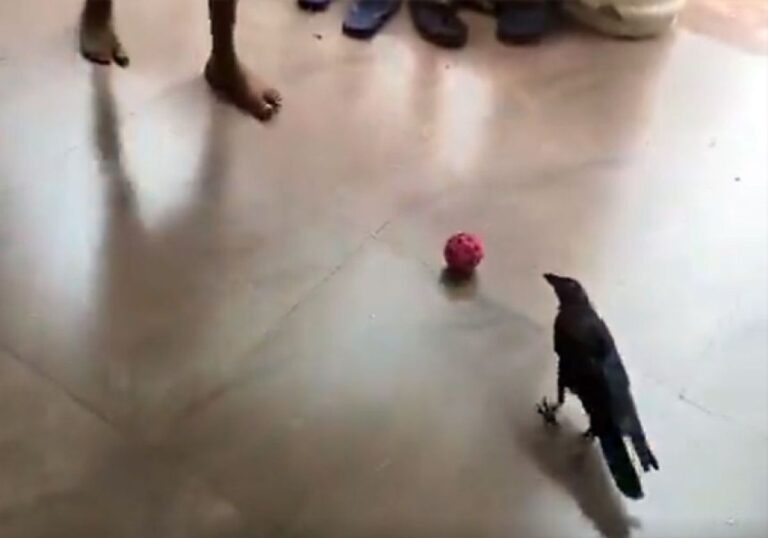 カラスが少年に見事なサッカーパス！ロナウジージョならぬクロウジージョか？
