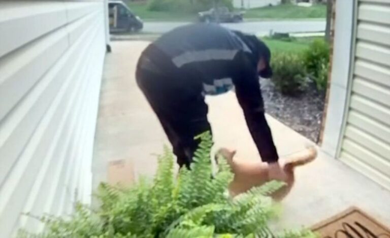 運んでくれてありがとニャ～！配達員にすり寄り挨拶を欠かさない茶トラ猫