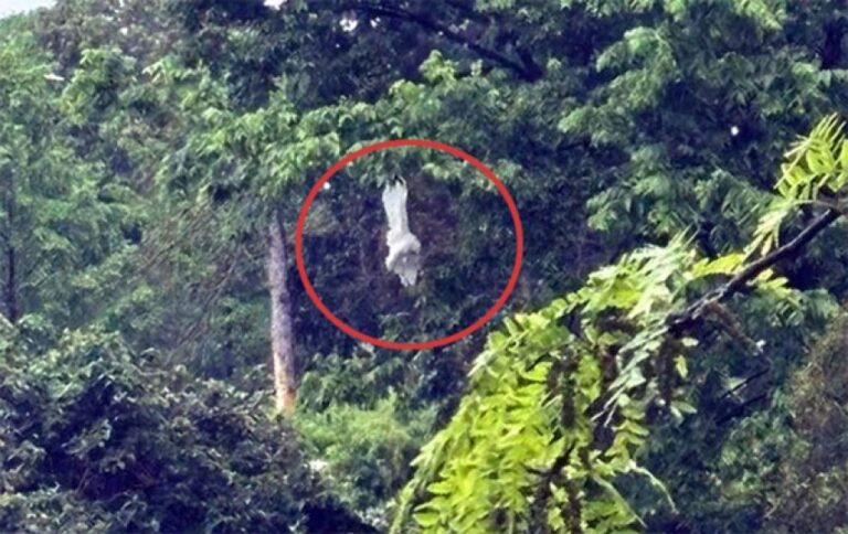 木からぶら下がっている巨大な白い物体、釣り糸が絡まり危険な状態のダイサギだった