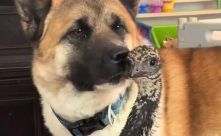 異種愛炸裂。犬とエミューが仲良く暮らす世界線が存在する