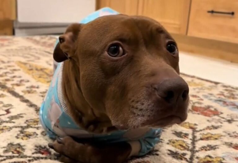 猫に育てられたシリーズ。すべての仕草が完全に猫化した犬