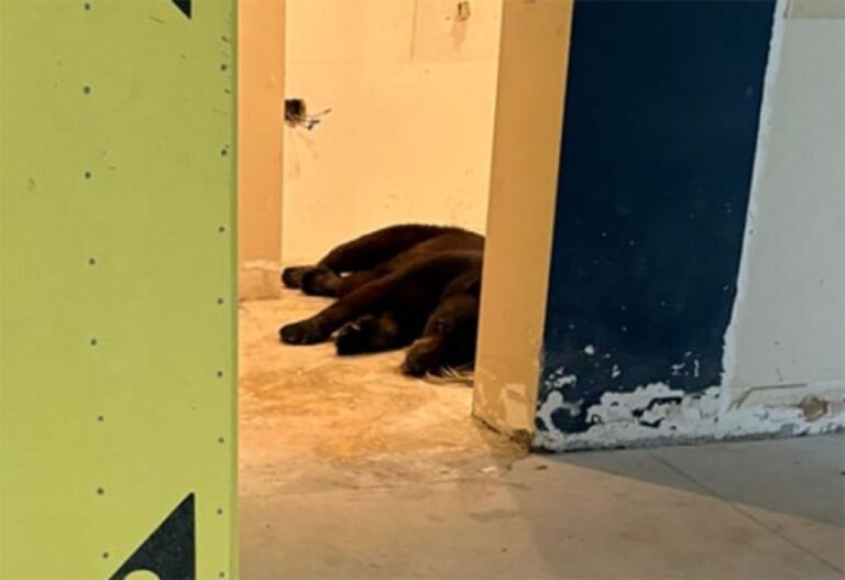 僕もう疲れたよ…マンションのロビーで眠るクマの子を発見（フロリダ州）