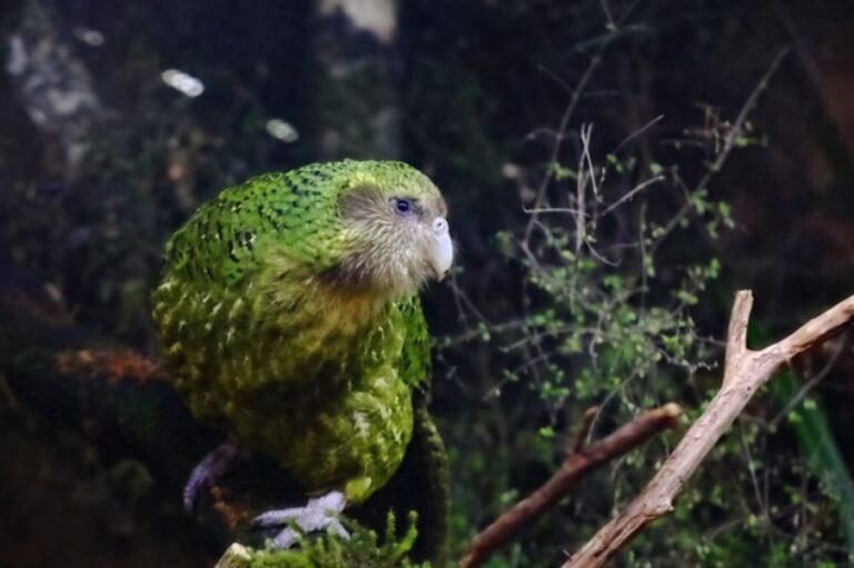 絶滅寸前の飛べないオウム「カカポ」を救え！特殊な人工授精法でヒナが誕生