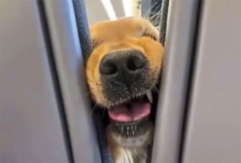座席のすき間からひょっこり犬！飛行機に乗った介助犬の顔芸に乗客大爆笑