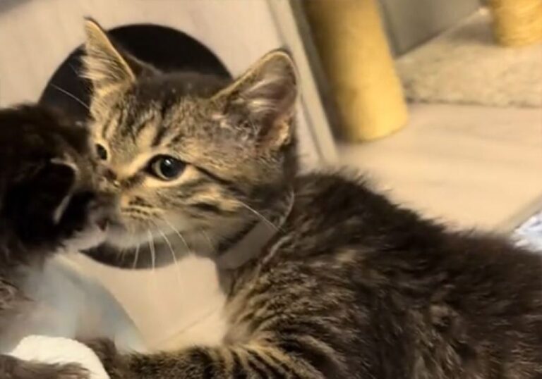 かわいさマトリックス！子猫たちを赤ちゃん猫に会わせたら癒しのシャワーが降り注ぐ