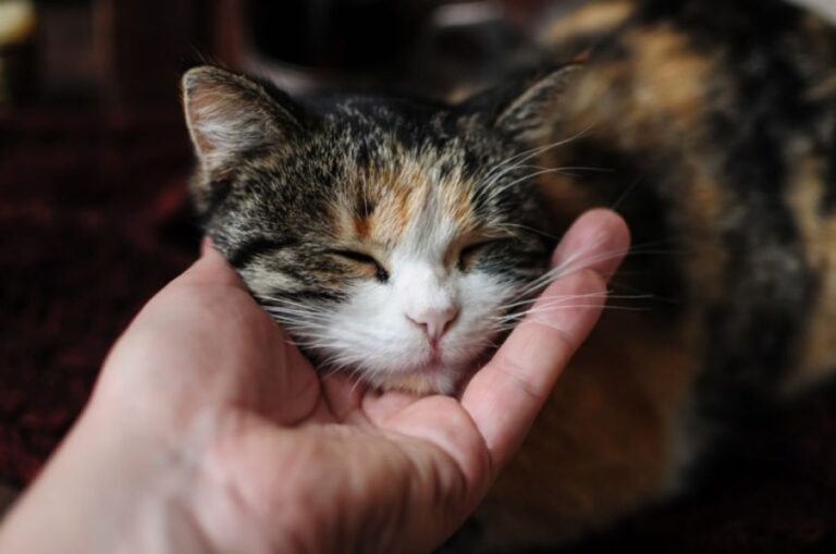 猫がゴロゴロと喉を鳴らす理由は遺伝子と関連、人間と親密になる過程で出現