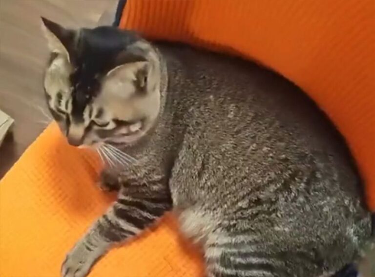 行くとこ行くとこついてくる。最強ストーカー猫