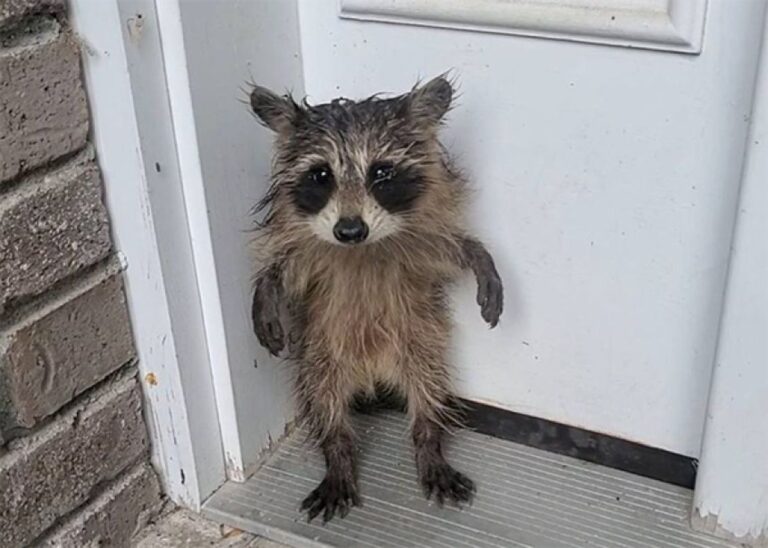 玄関先で立っていたアライグマの子が無事保護され自然に帰される（アメリカ）