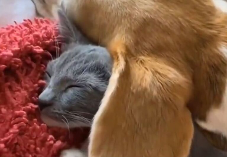 かわいいだけじゃだめですか？犬の耳をお布団代わりに眠る子猫