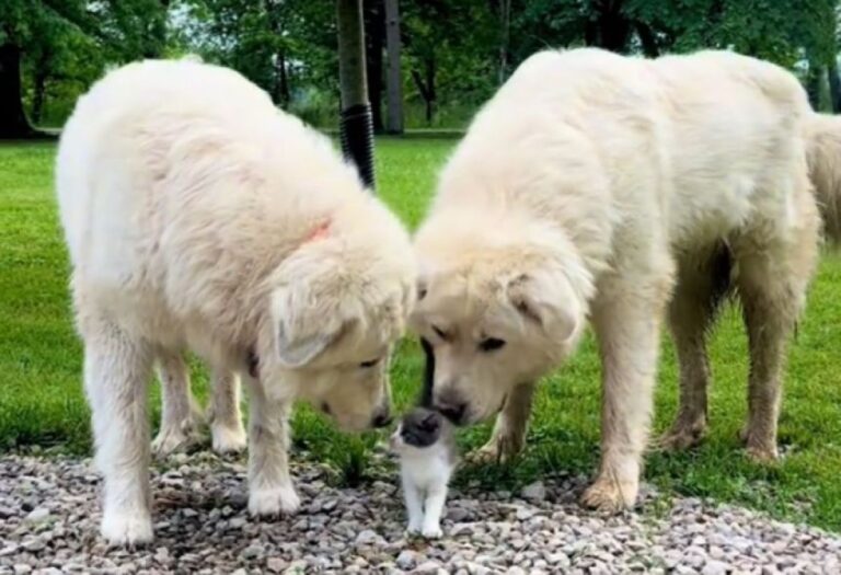 もはや無敵、2匹のグレート・ピレニーズが子猫を完全にガードするやさしい世界