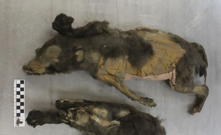 永久凍土から発見された1万4000年前の子犬、実は絶滅したオオカミだった