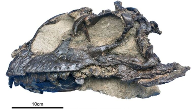新種だった！首長恐竜の頭蓋骨の化石がほぼ完全な形で発見される