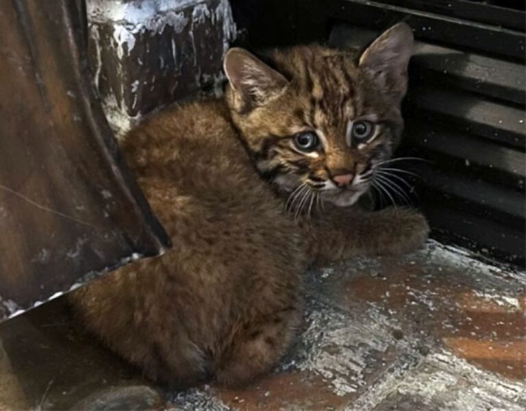 大嵐の日に保護した子猫はボブキャットの赤ちゃんだった！翌日無事母親と再会
