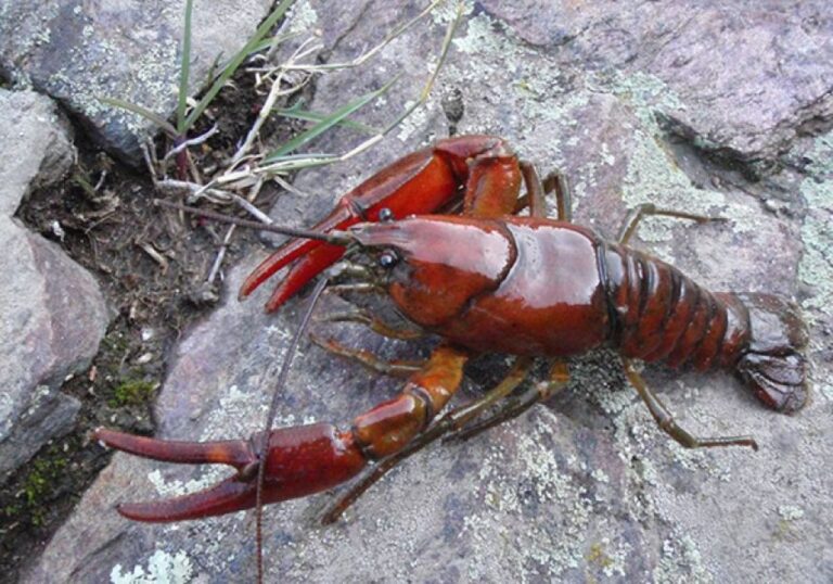アメリカで新種ザリガニ2種を発見、ずっといたけど見過ごされていた理由とは？