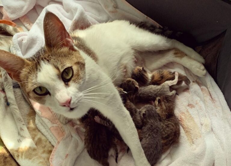 保護猫のお母さんがんばる！1度に9匹の子猫を出産！