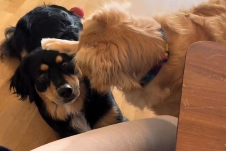 親友っていいね！おやつがもらえず駄々をこねる犬をやさしくなだめる隣家の犬