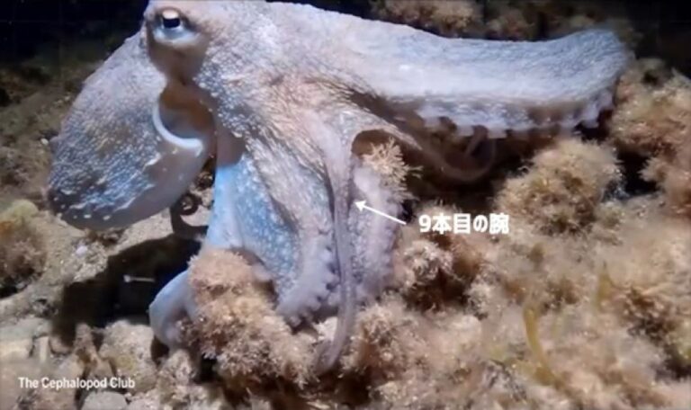 捕食者に襲われたタコの腕が再生して9本に！すべての腕を使い分けていた