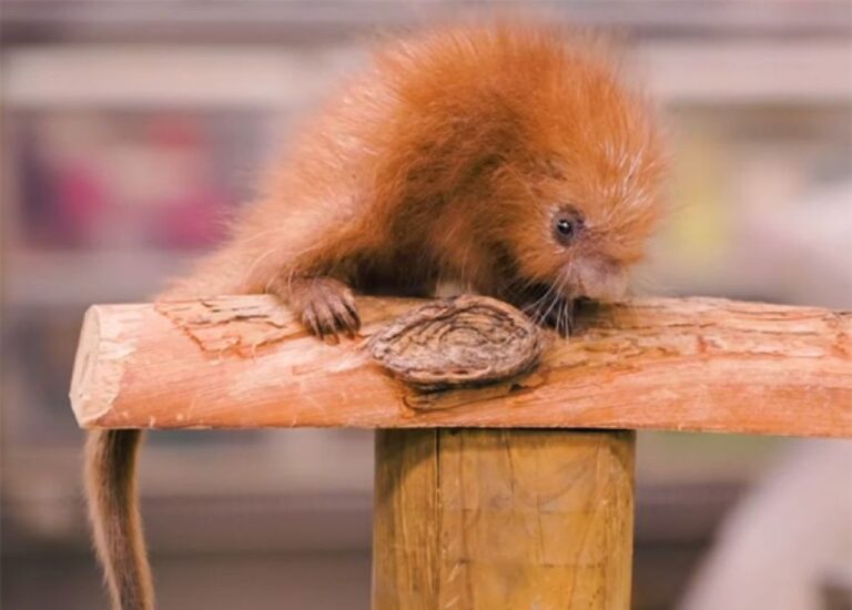 ふわふわで長い尻尾、オマキヤマアラシの赤ちゃんが生まれたよ！