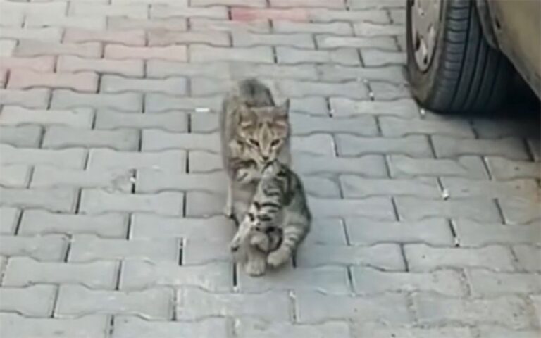 トルコの猫は助けてくれる場所を知っている。病気の我が子を動物病院に運ぶ母猫