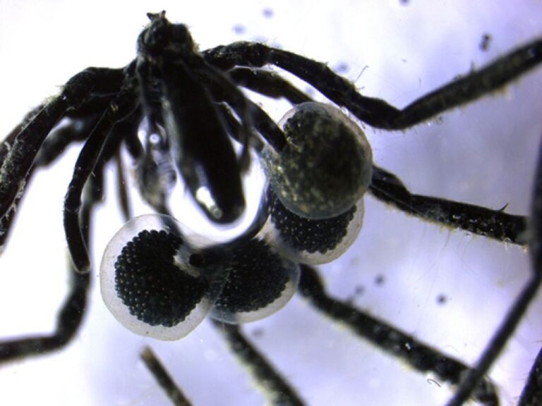 メタンを食べる細菌を育て餌にする「ウミグモ」の仲間3種を深海で初めて発見