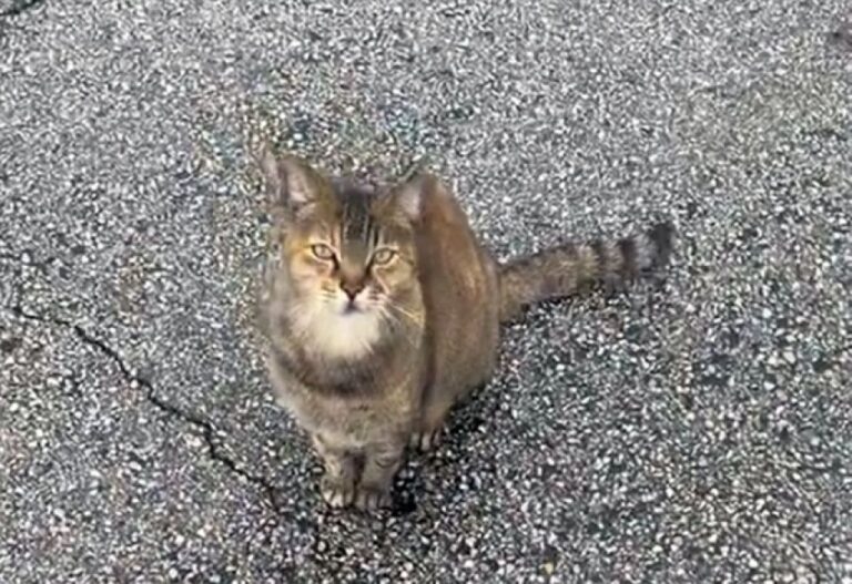駐車場で猫を呼んだら、次から次へと鳥たちが集まり、まさかの鳥祭り状態に