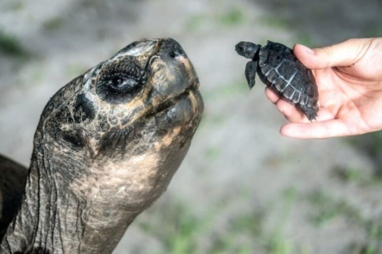 うれしいニュース。ガラパゴスゾウガメが135歳で初の父親に！誕生日と父の日を同時に祝う