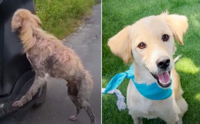 犬種がわからないほどボロボロの状態で保護された犬、回復後にその正体が判明