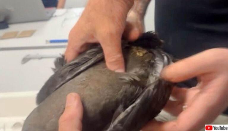 触るとバリバリ音がする。プラスチックゴミをお腹いっぱいに詰め込んだ鳥たち