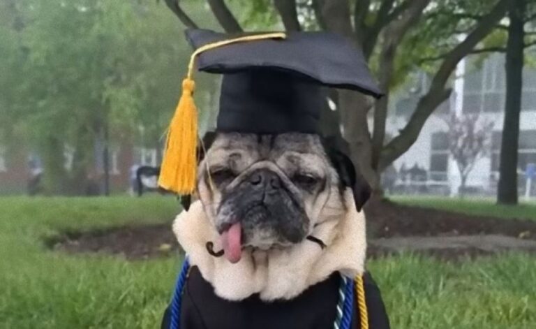 パグ犬、アメリカの大学の名誉学位を授与される