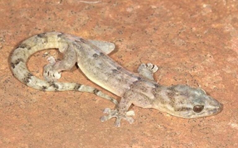 うれしいニュース、30年ぶりに新種ヤモリを再発見、研究者が特殊部隊さながらの捜索