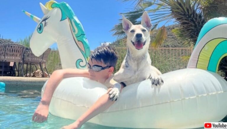 コヨーテかと思ったら捨て犬だった。犬流通システムの暗躍で永遠の家族と巡り合う