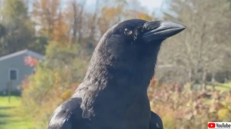ヒナの時にうっかり保護されたカラス、いつの間にか人間の言葉を話すように