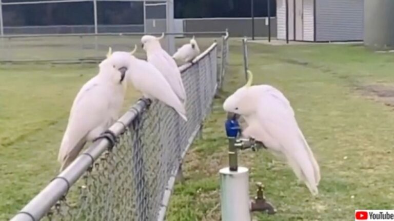 かしこいオウムのキバタン、蛇口をひねって水を飲む方法を覚えてしまう