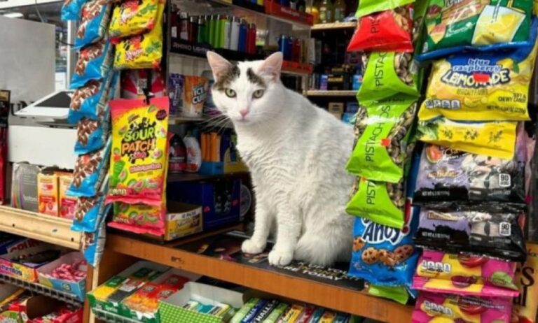 ニューヨークで食料品店の猫飼育が合法化へ、市議会が法案提出