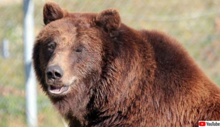 一番最後まで寝てたクマー。冬眠コンテストで優勝したヨーロッパヒグマのマーシャの物語
