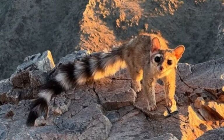 アライグマの尻尾とネコ科っぽい顔立ちが特徴の動物「カコミスル」と日中に出会える奇跡
