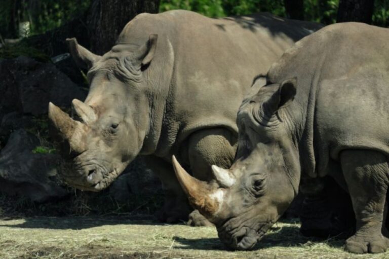 野生のサイの角を切る施策を行ったところ、密猟が激減、多くの命を救う結果に